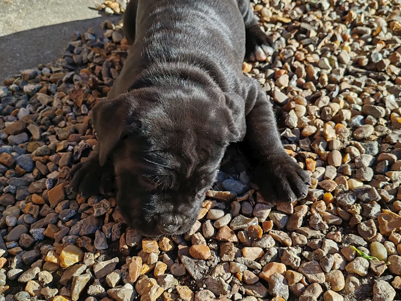 Billede 3 - Cane Corso