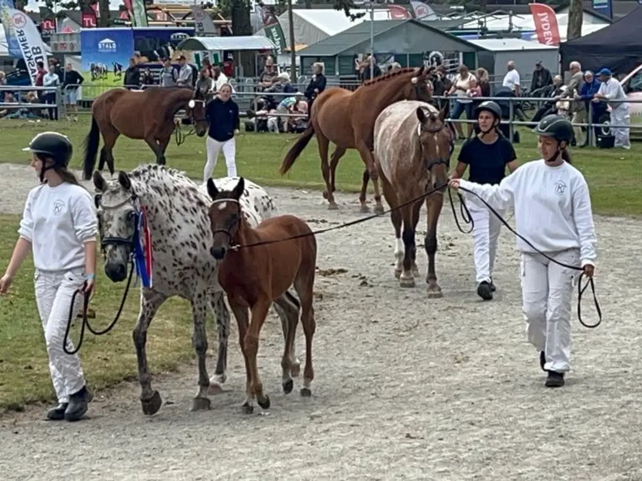Billede 3 - Dansk Sports Pony 