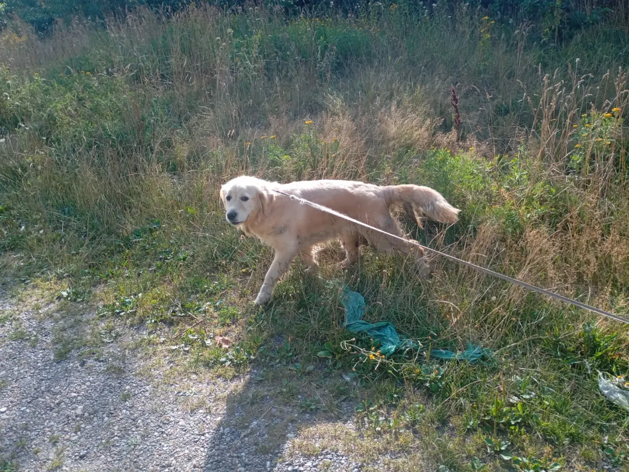 Billede 3 - Smuk golden retriever tæve