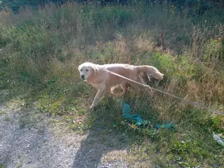 Charmerende golden retriever tæve - 3