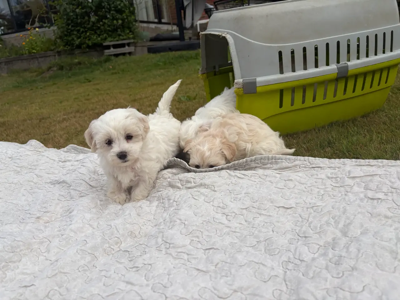 Billede 14 - Fine mini Maltipoo babyer
