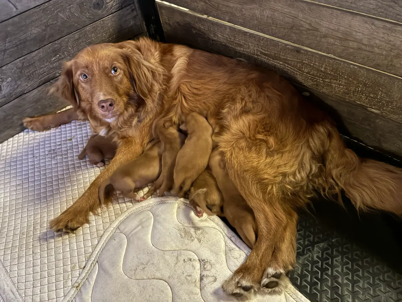 Billede 5 - Nova Scotia Duck Tolling Retriever hvalpe