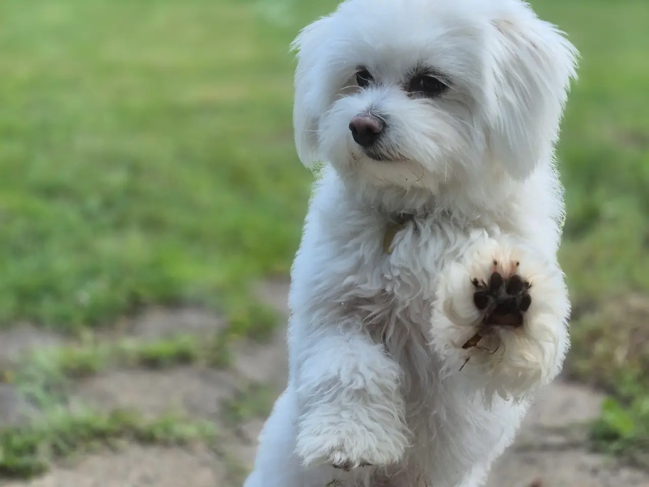 Billede 3 - Bichon Malteser til parring