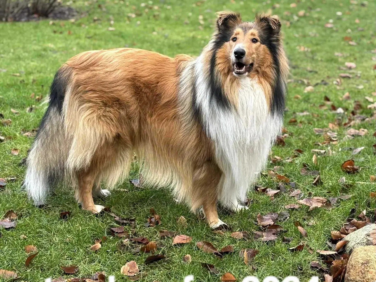 Billede 2 - 3 collie hvalpe (Amerikansk)