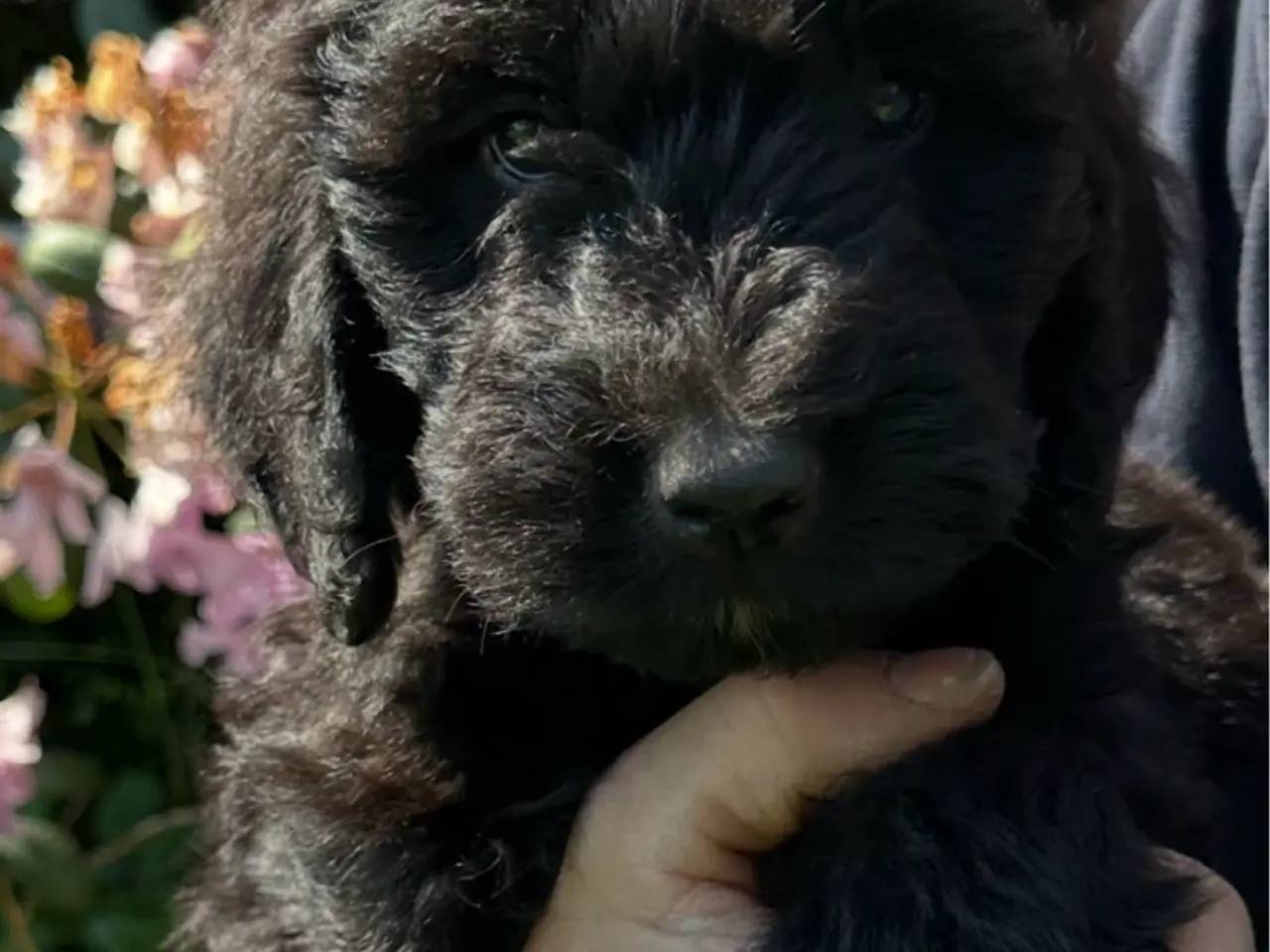 Billede 2 - Bernerdoodle hvalpe