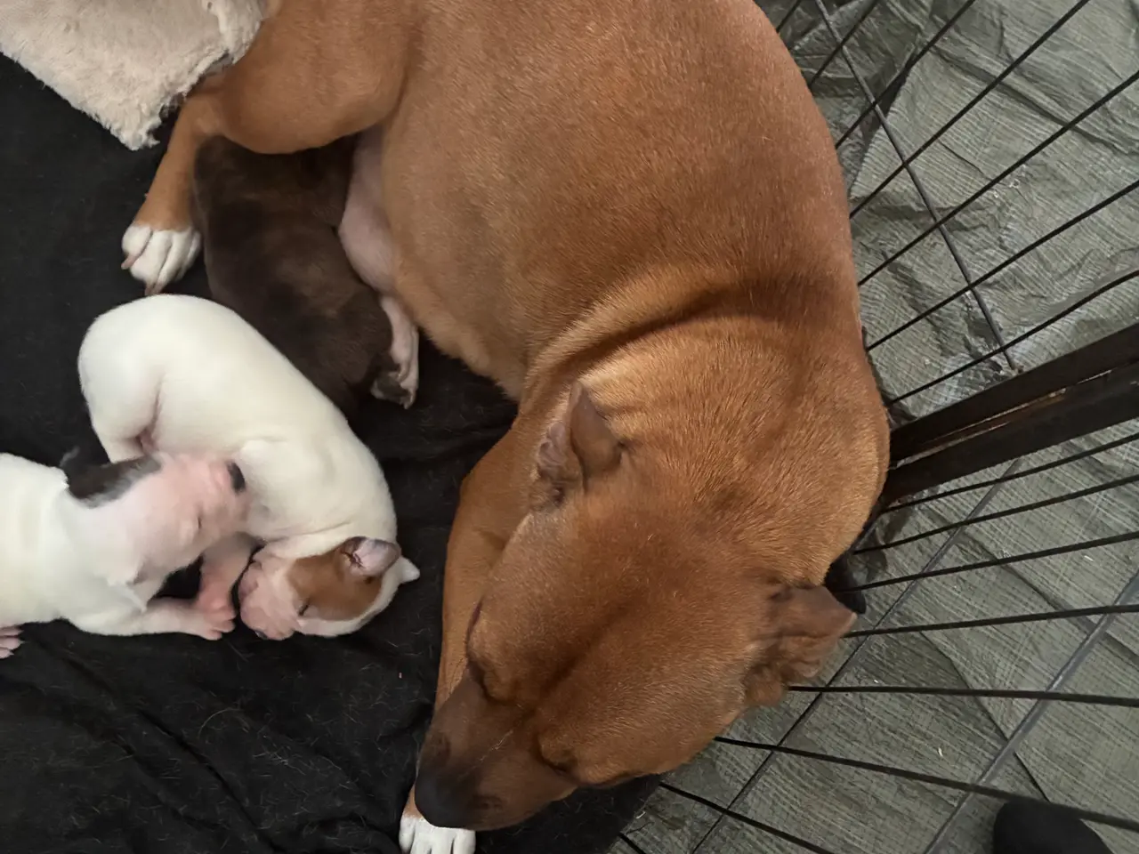 Billede 13 - Engelsk staffoird terrier hvalpe