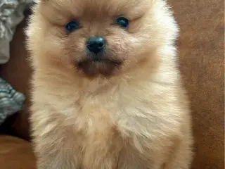 Pomeraniana