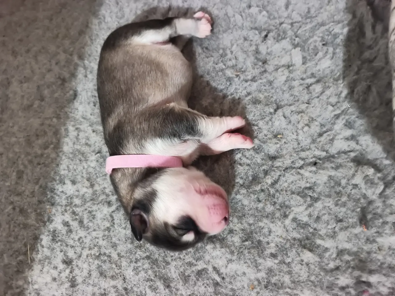 Billede 11 - Siberian Husky hvalpe søger hjem start september 