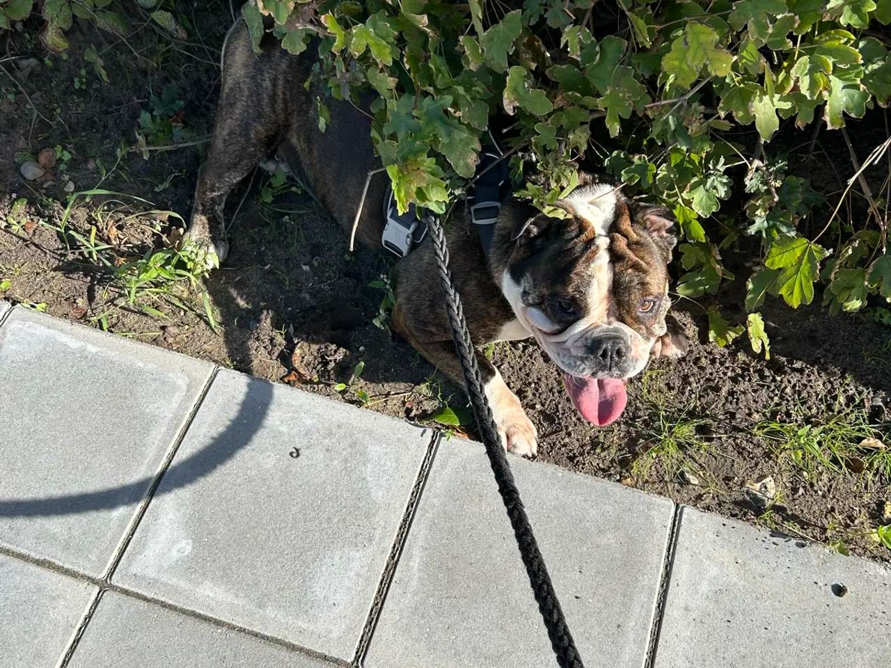 Billede 2 - Engelsk bulldog