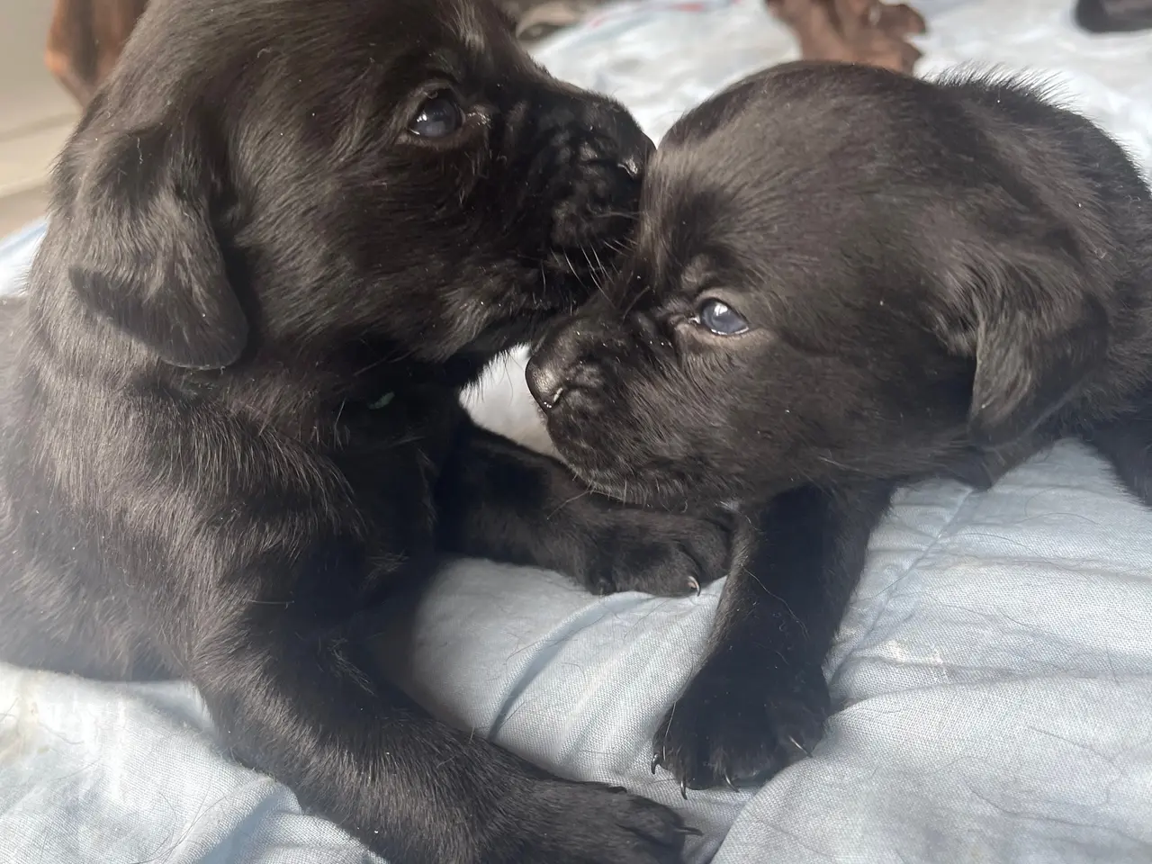 Billede 6 - Labrador hvalpe
