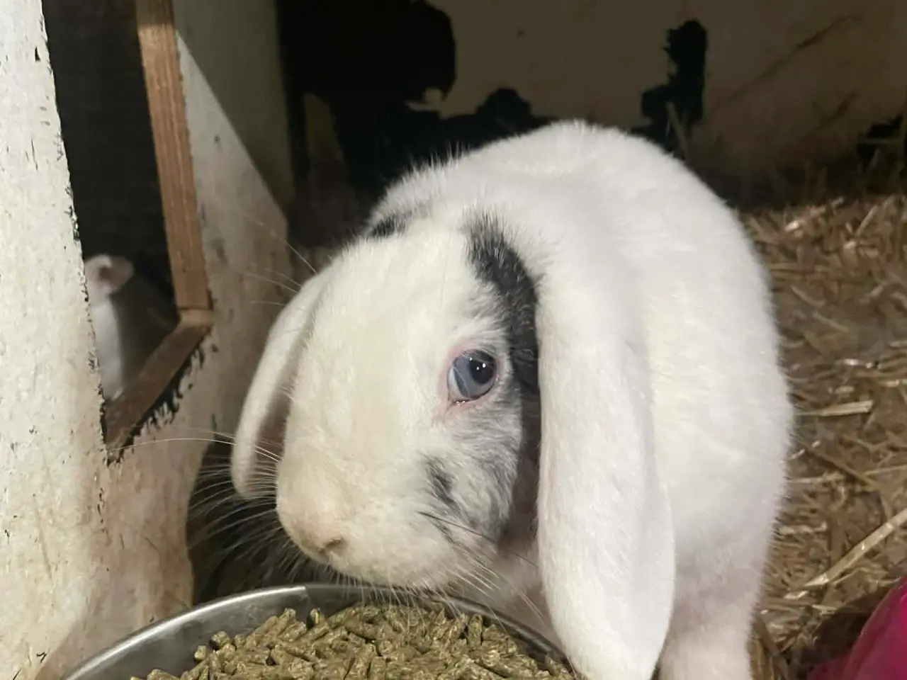 Billede 5 - 🐰 Dværgvædder Kaninunger til salg 🐰  