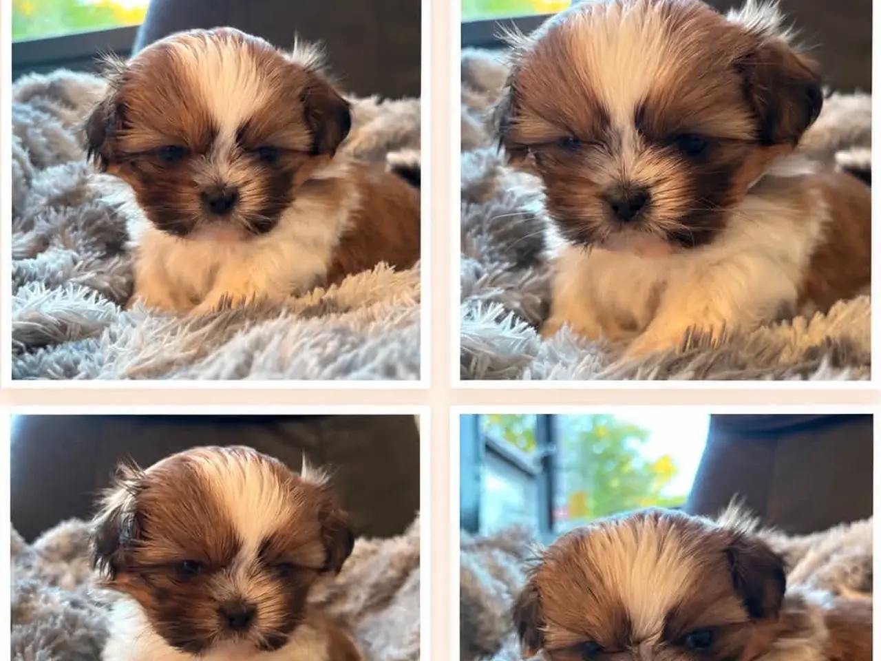 Billede 1 - Shih Tzu hvalper sælges