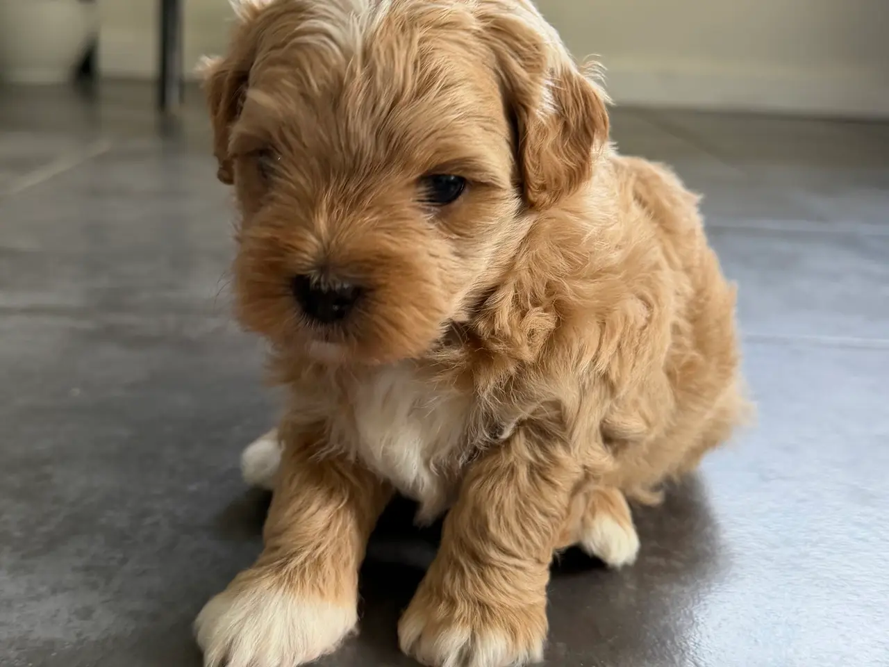 Billede 1 - Shih-Poo hvalpe