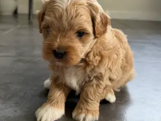 Shih-Poo hvalpe