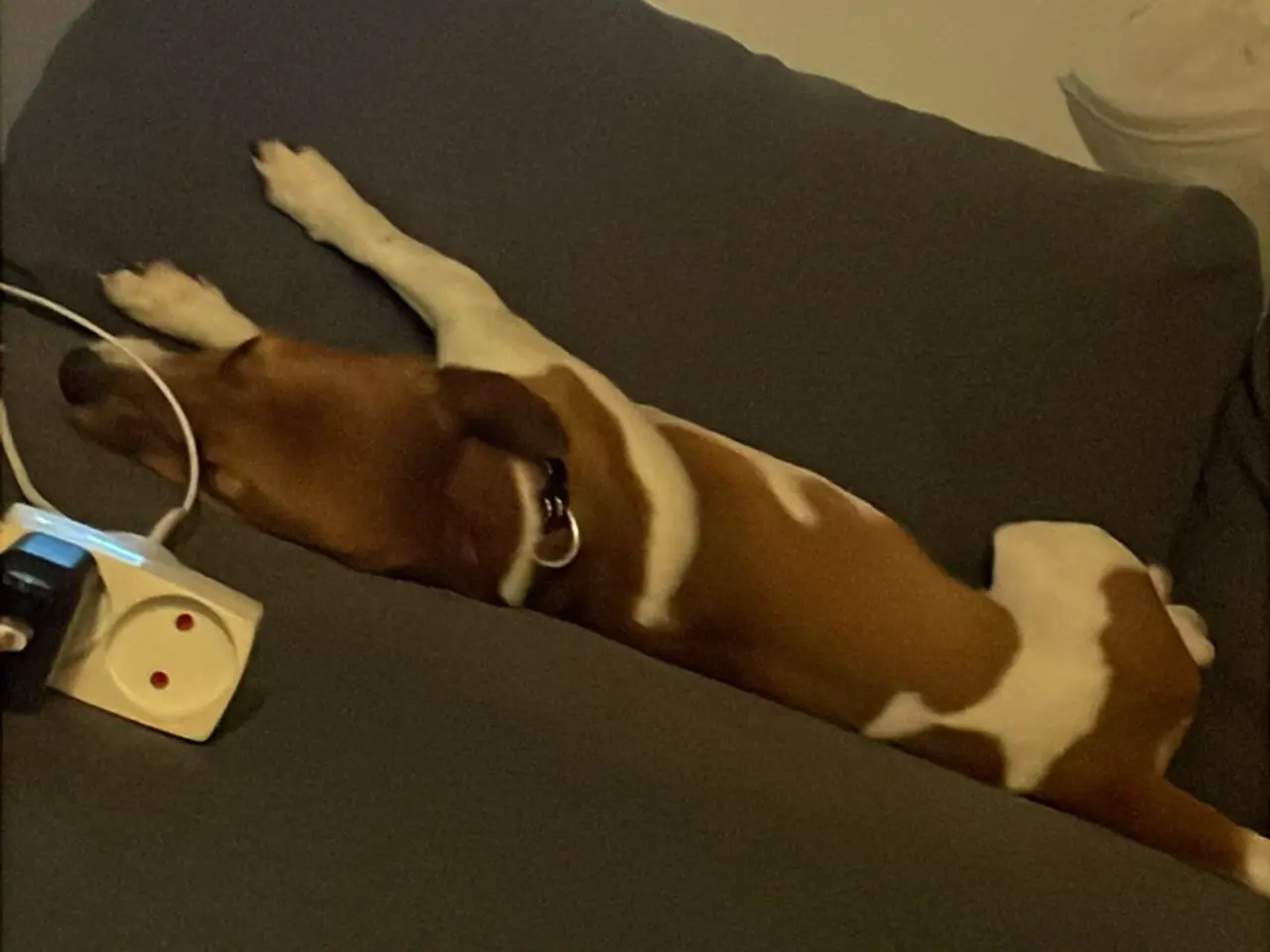 Billede 3 - Skøn hund søger nyt hjem