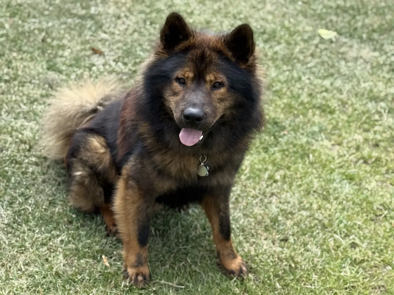 Billede 1 - Eurasier Hunde avl/parring