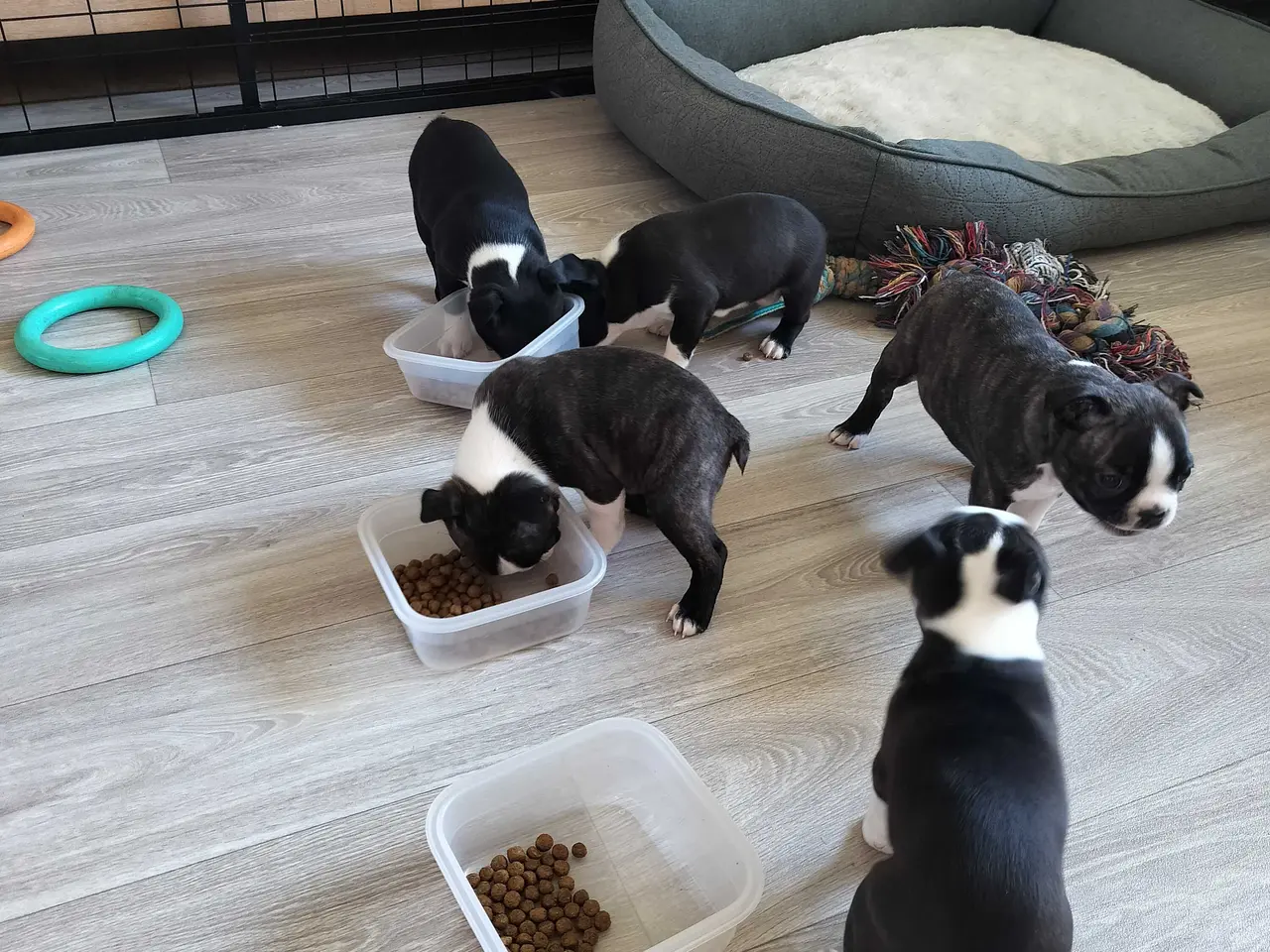 Billede 1 - Boston terrier