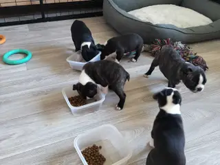 Boston terrier 