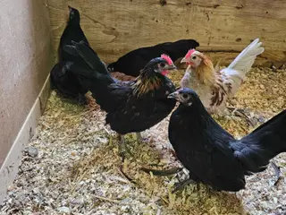5 flotte dværg hollændere 