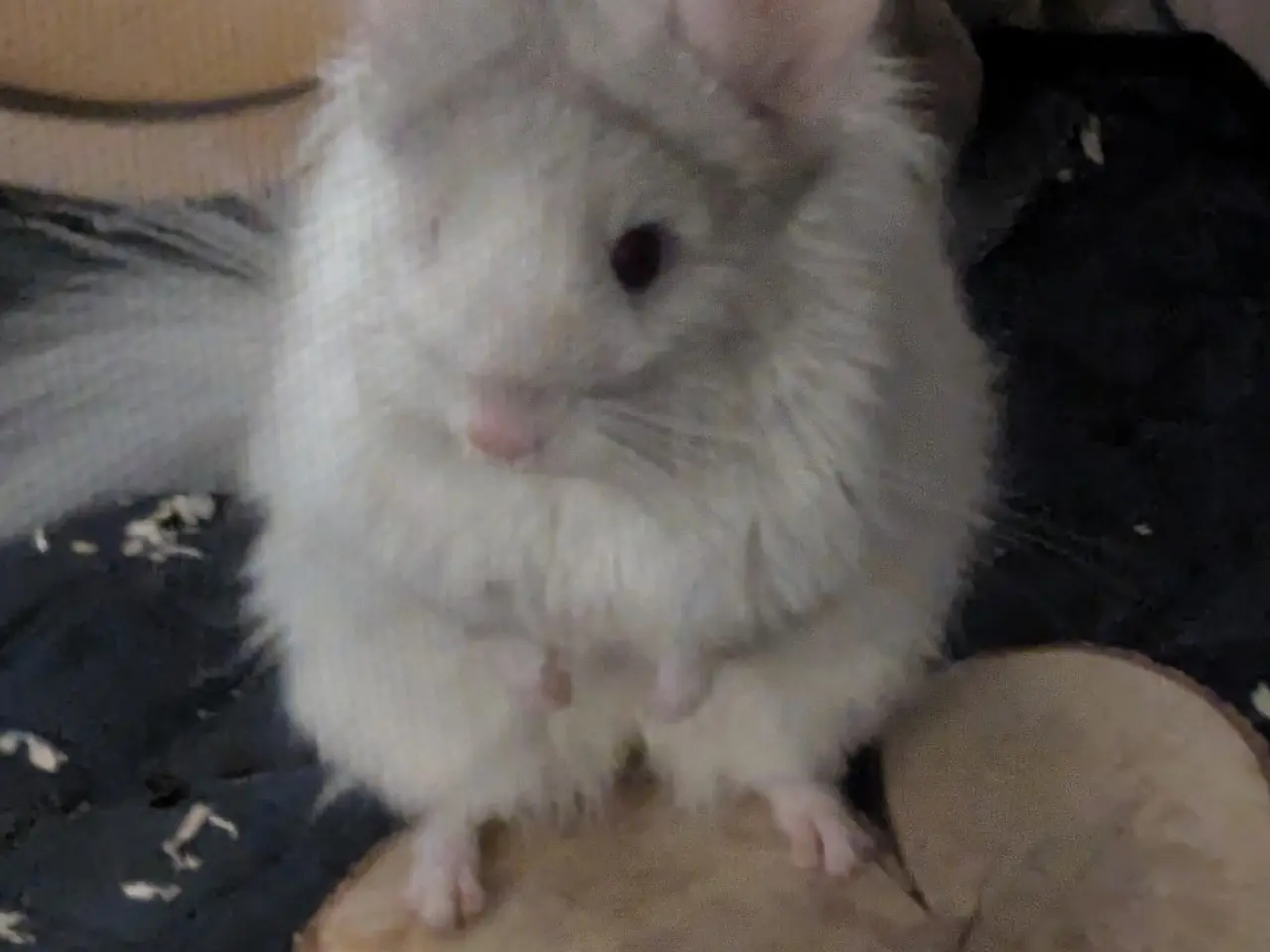 Billede 1 - Chinchilla 