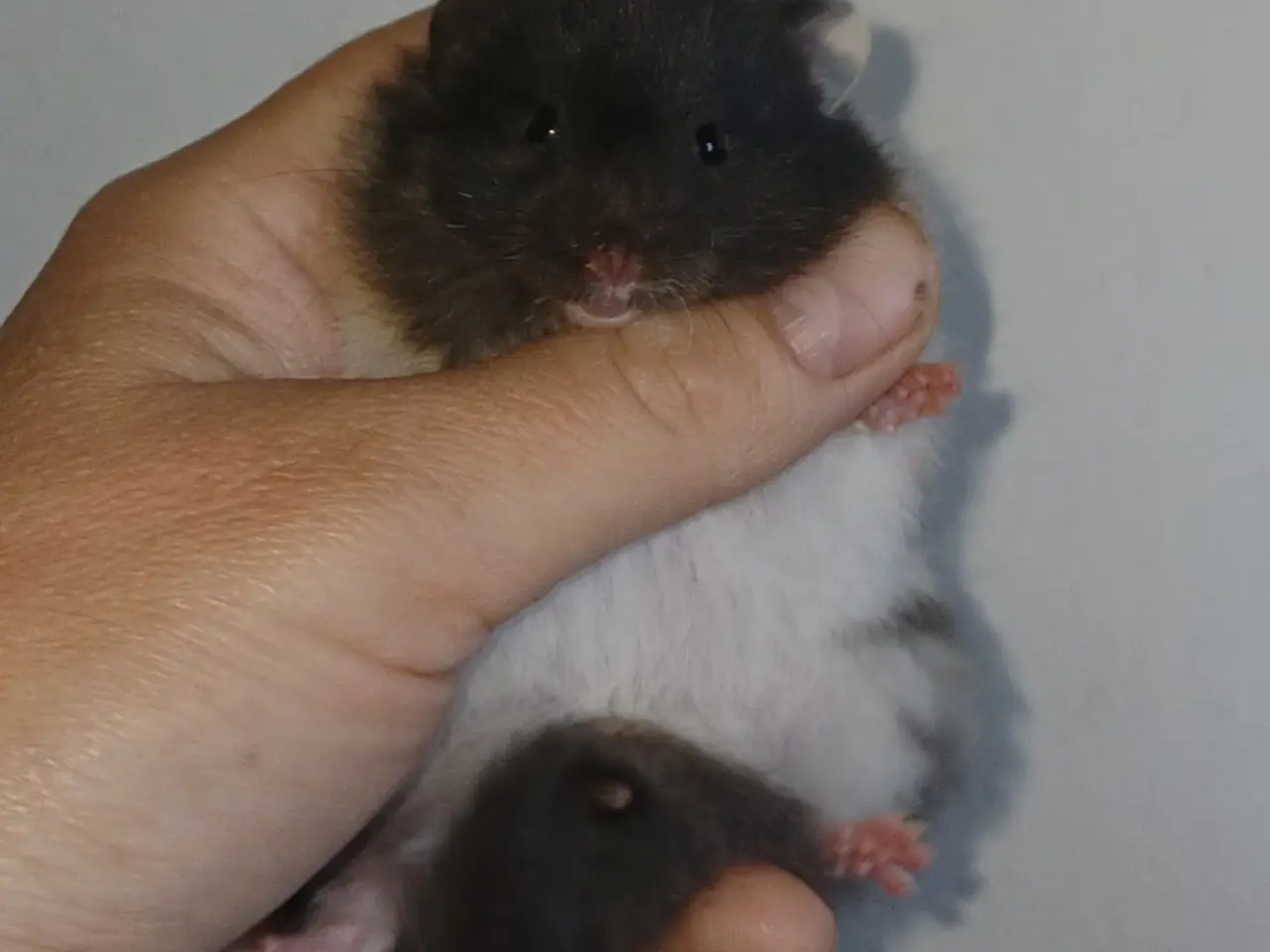 Billede 19 - Guldhamster unger