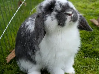 Mini-lop kaninunger