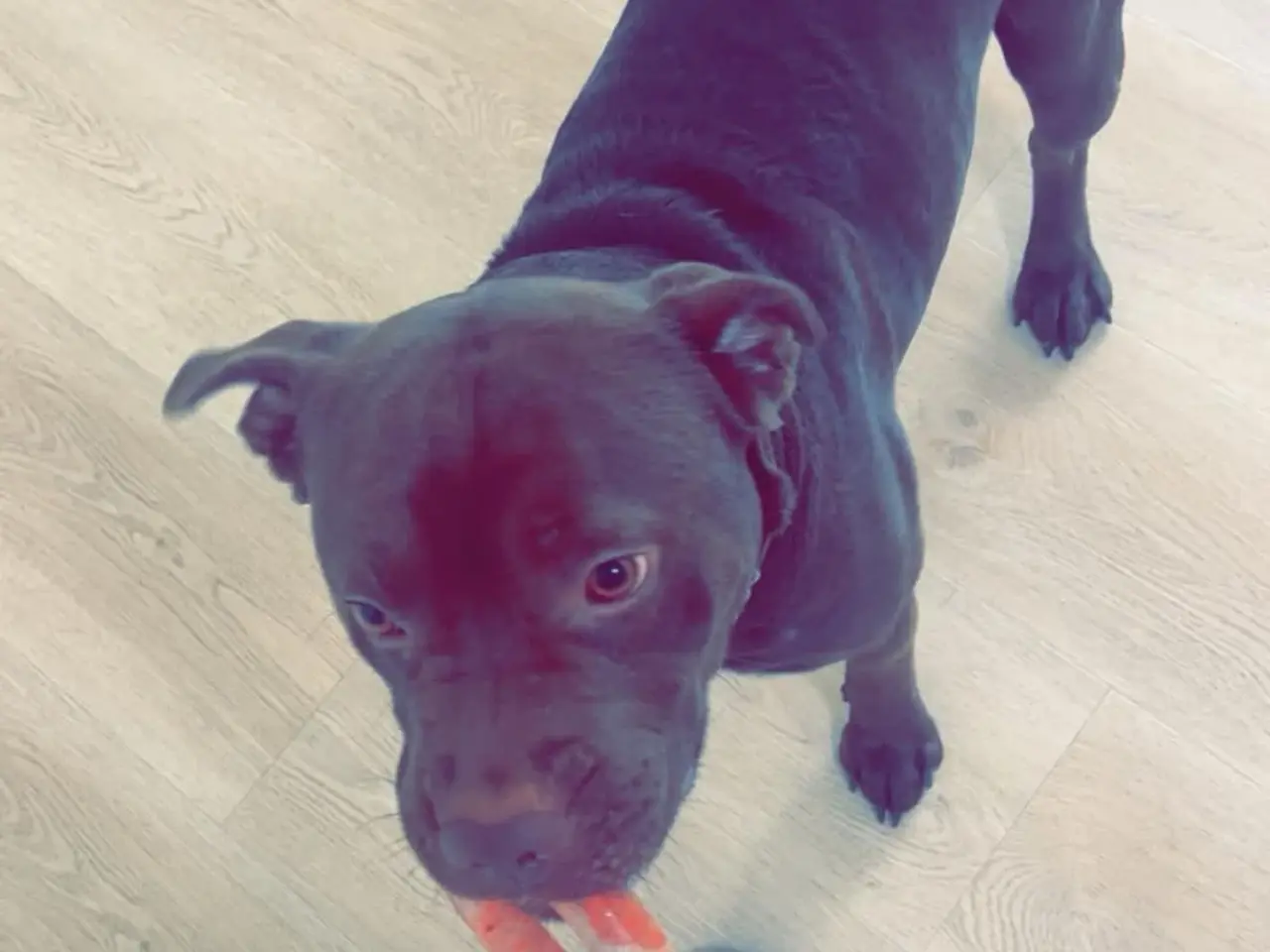 Billede 11 - 🐶 2 skønne hanhvalpe søger deres nye familier ❤️