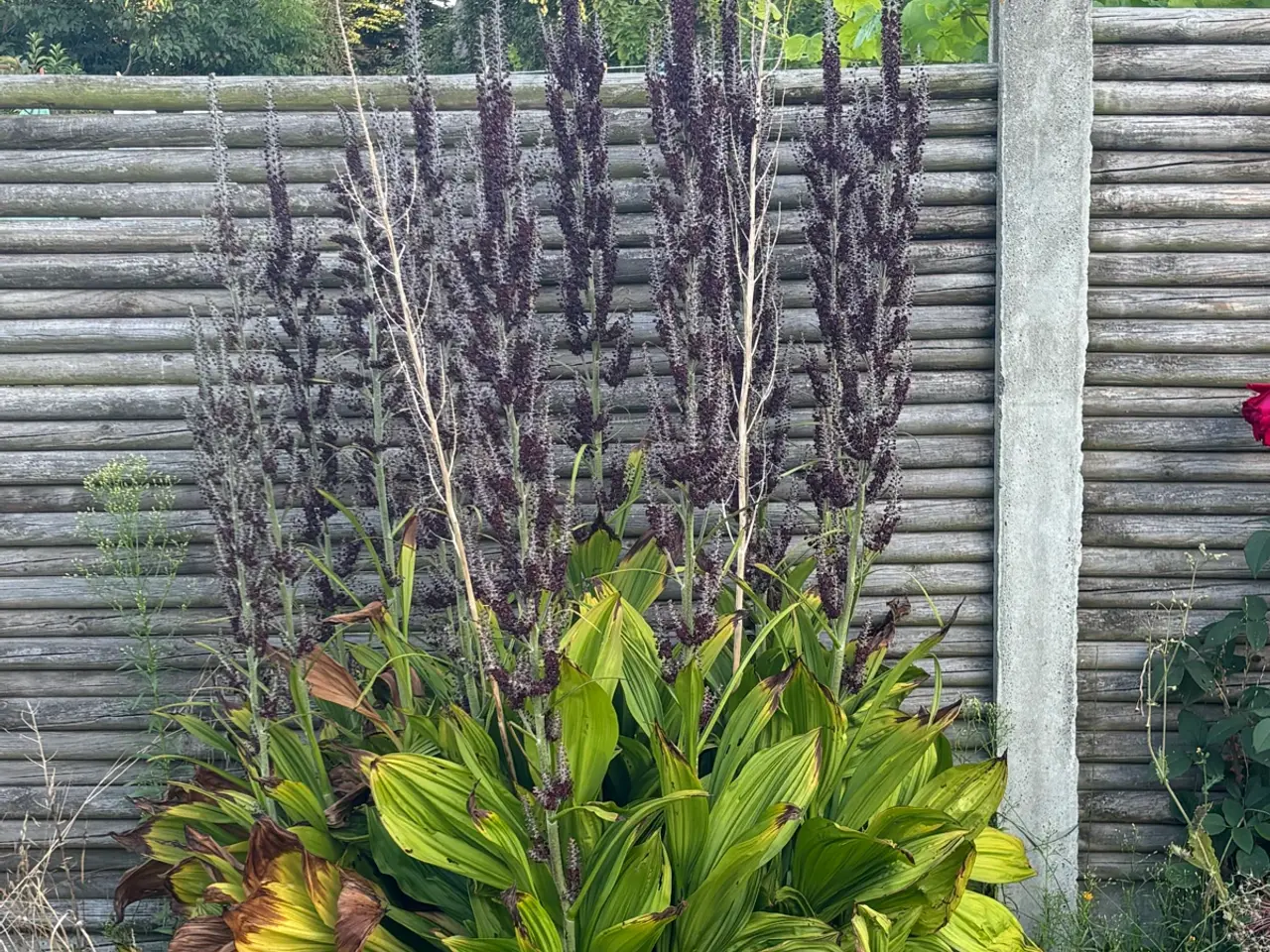 Billede 7 - Planter, buske, træer m.m.