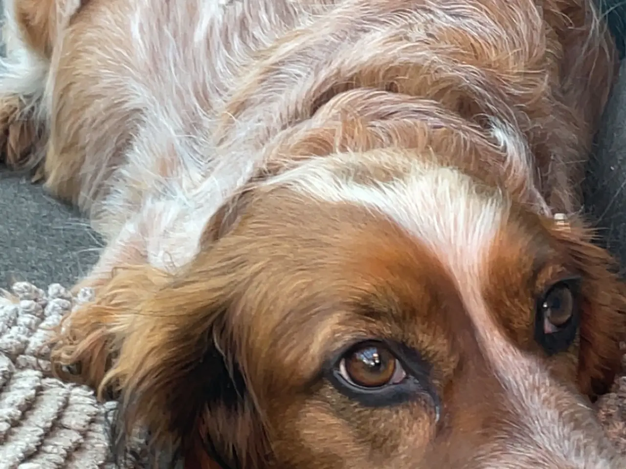 Billede 11 - Cockerspaniel/springerspaniel hvalpe