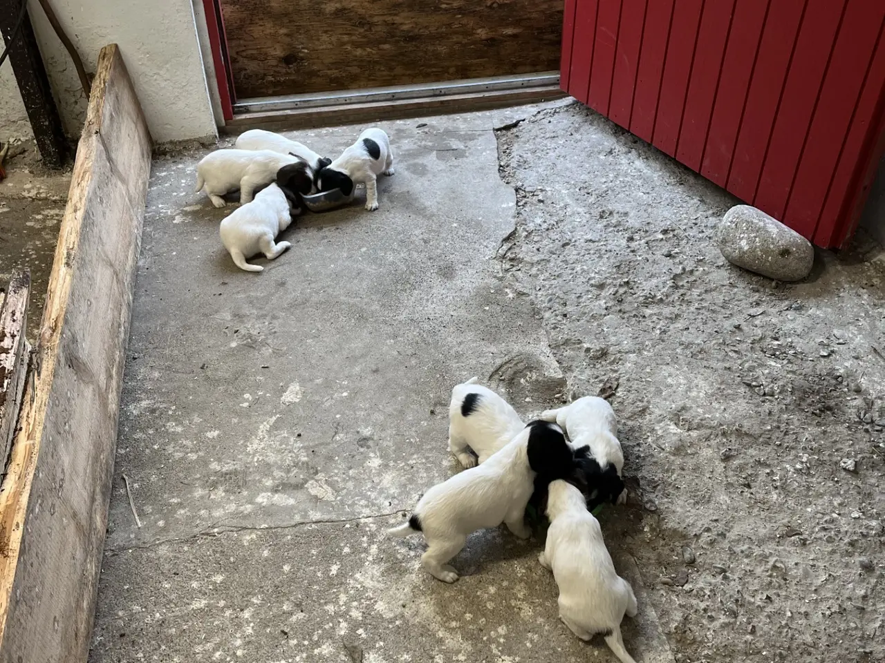 Billede 4 - FT springer spaniel hvalpe