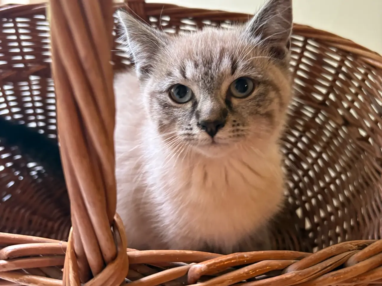 Billede 5 - Whiskat killinger