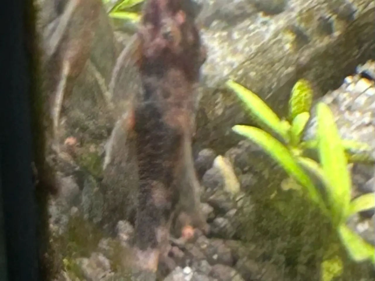 Billede 3 - 🐟 LDA16 Ancistrus maller – sunde og aktive