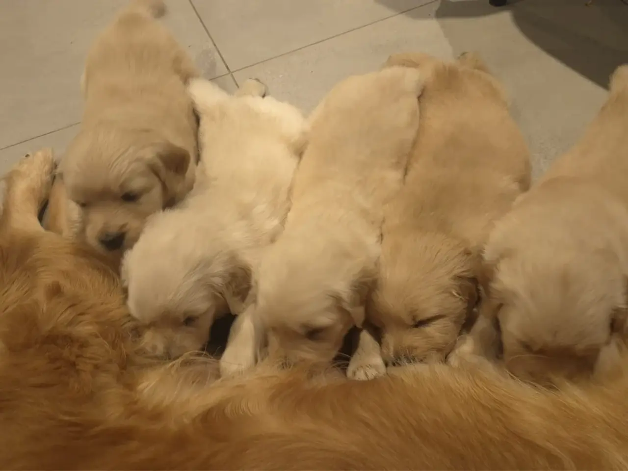 Billede 7 - Golden Retriever-hvalpe