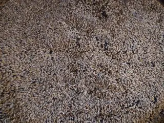 Forårshumør