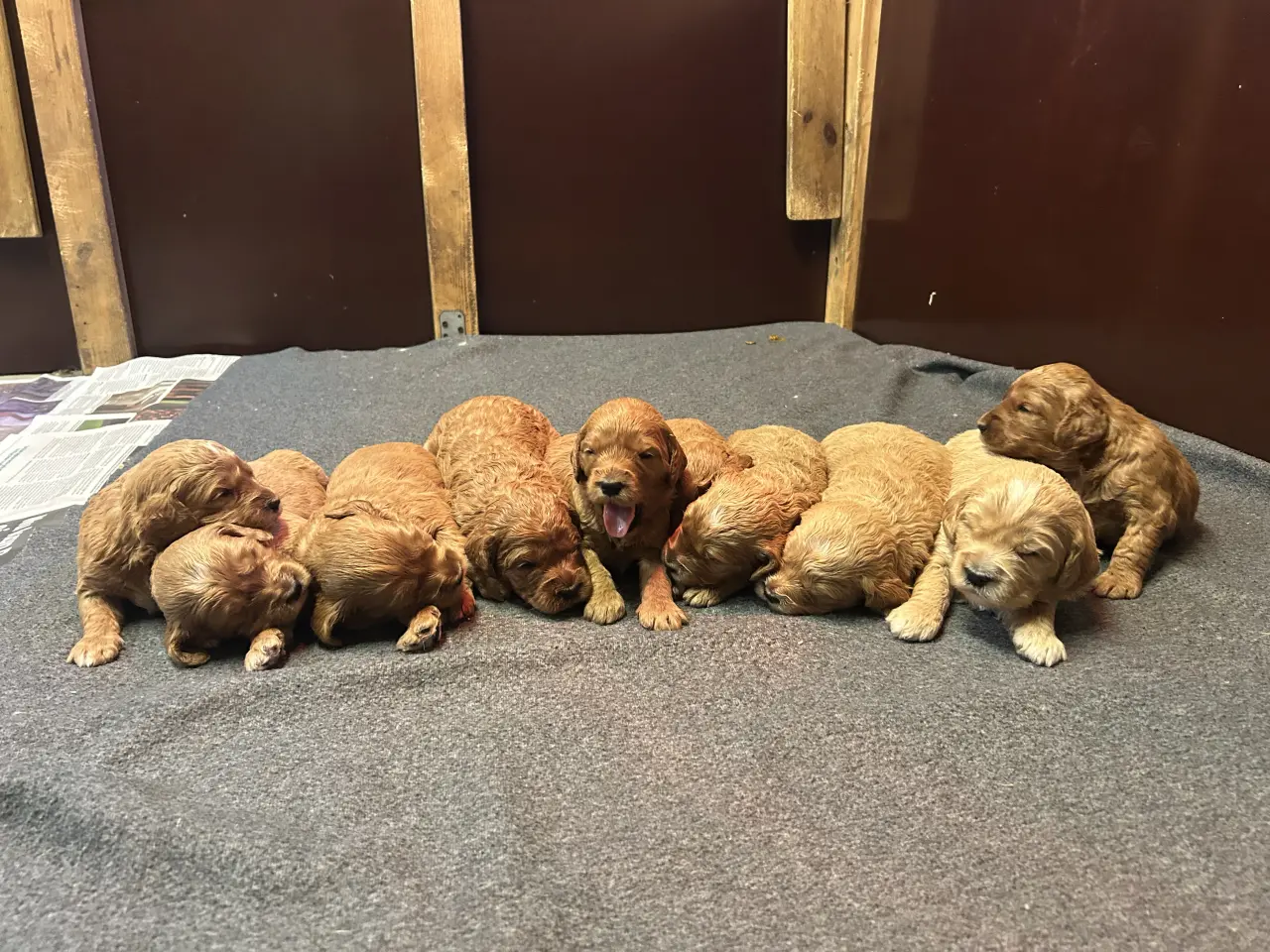 Billede 4 - Goldendoodle + Cavapoo