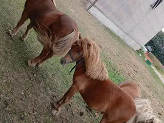 3 shetlænder hopper.