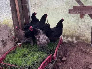 Solgt! Australorp kyllinger til salg, født den 25.