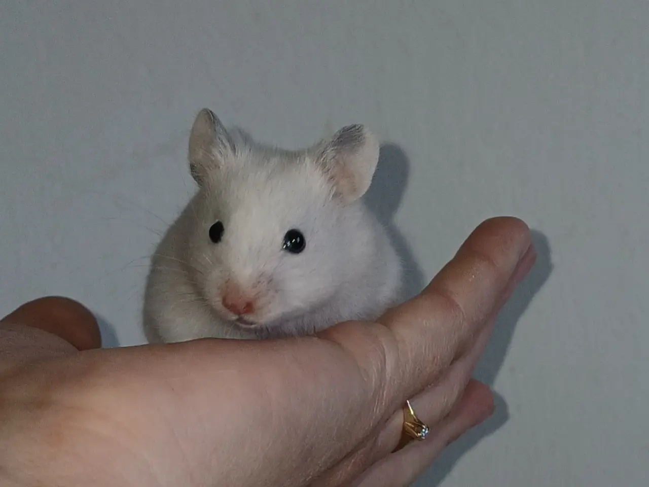 Billede 18 - Guldhamster unger