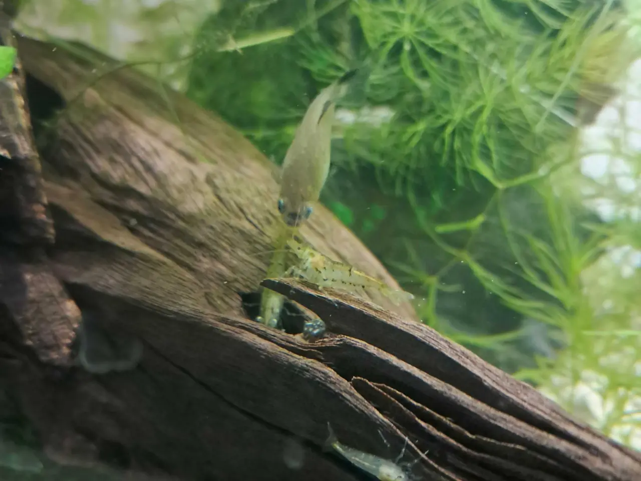 Billede 4 - Akvarie rejer søger nyt vand