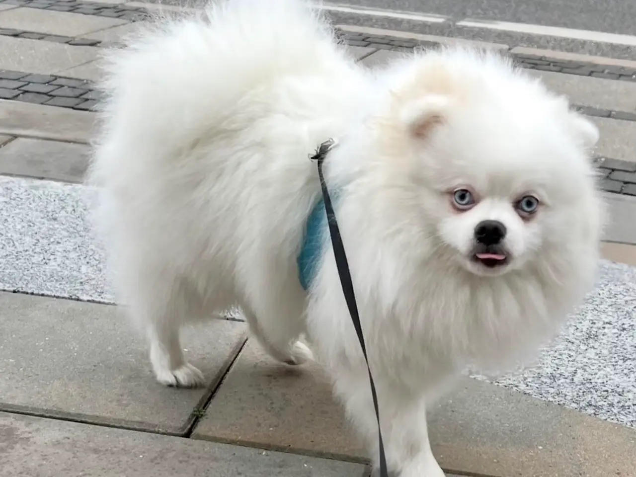 Billede 1 - Pomeranian parring 