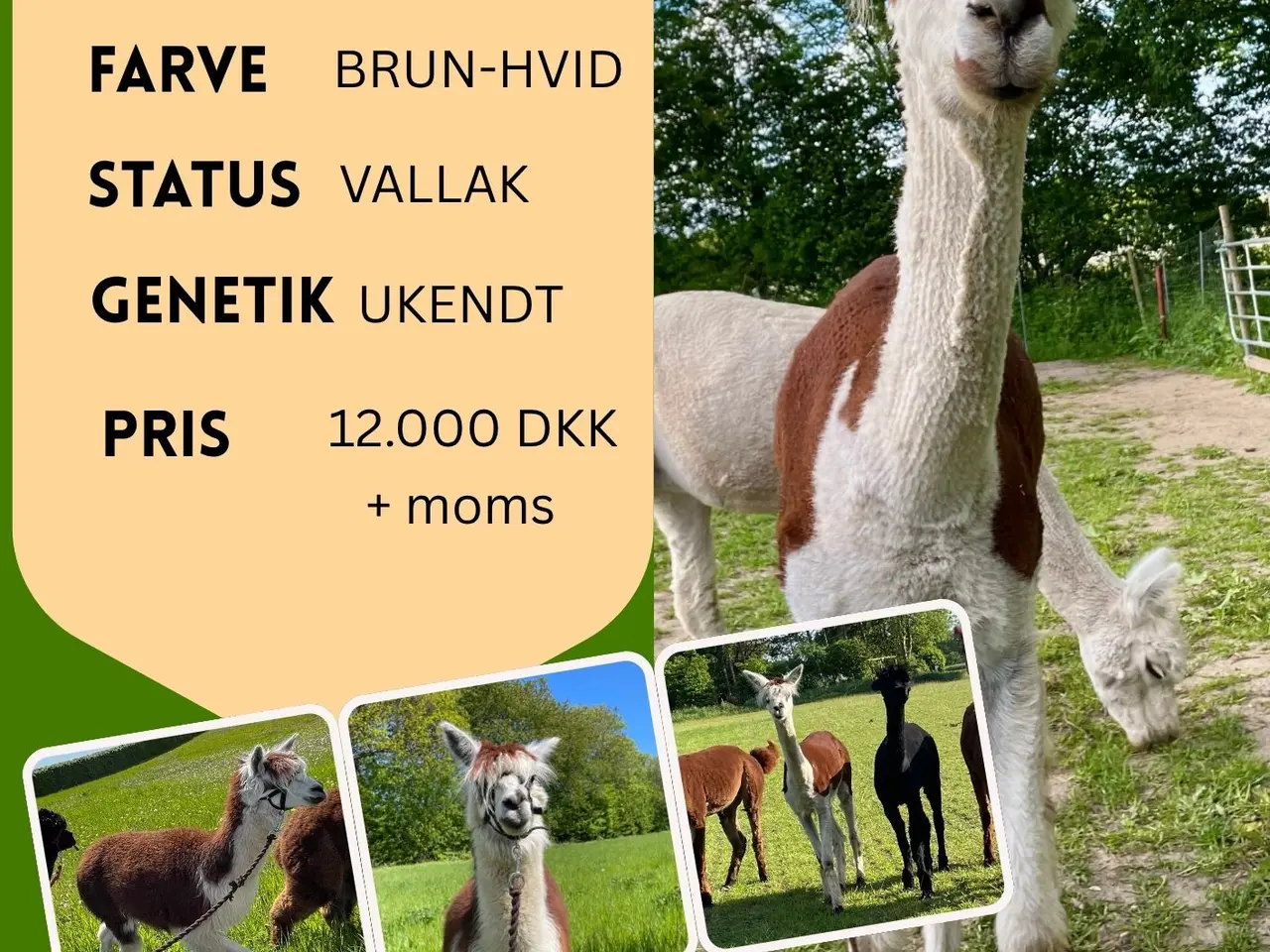 Billede 2 - Vi tilbyder følgende 3 alpakaer til salg.
