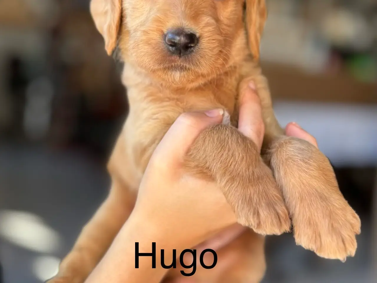 Billede 1 - Kun 4 𝗟𝗮𝗯𝗿𝗮𝗱𝗼𝗼𝗱𝗹𝗲 𝗵𝘃𝗮𝗹𝗽𝗲 tilbage!