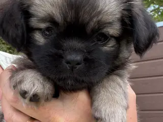 Tibetansk Spaniel-tæve søger sit helt særlige hjem