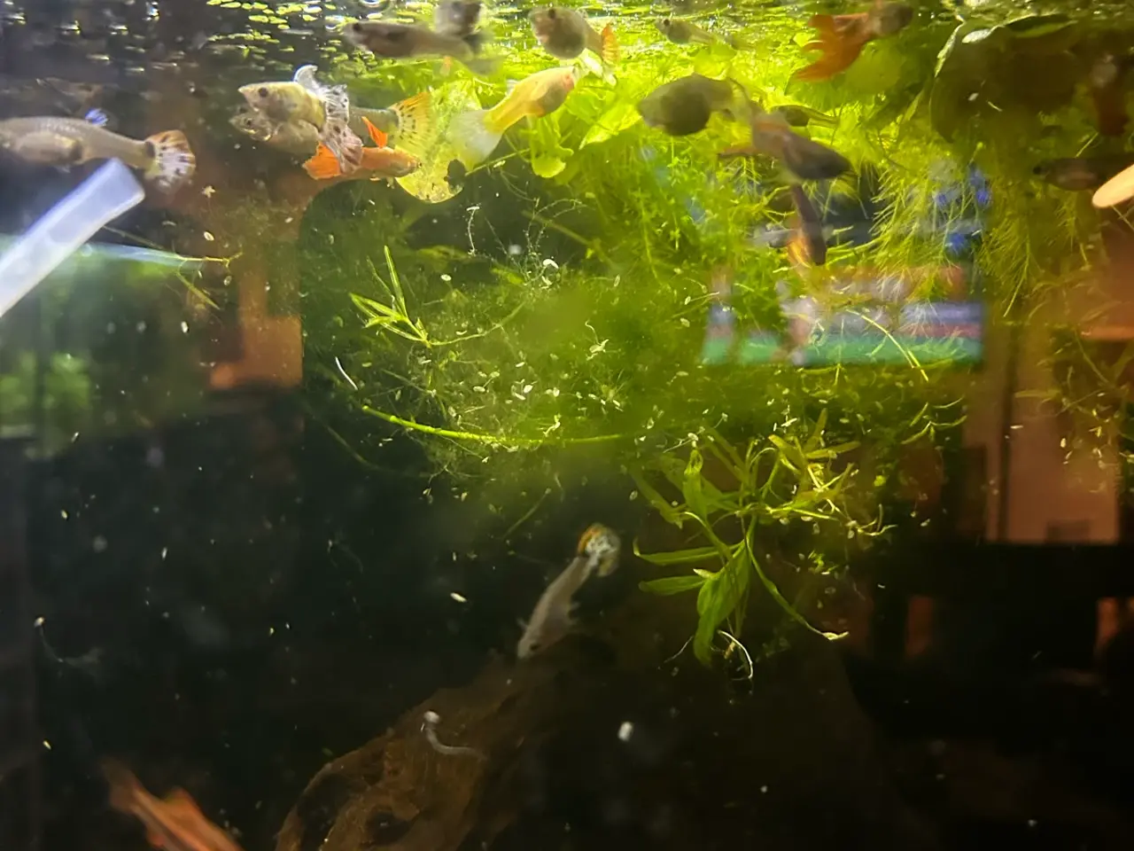 Billede 5 - 🐠 Guppymix – Voksne & Unger | Flotte Farver, Viby