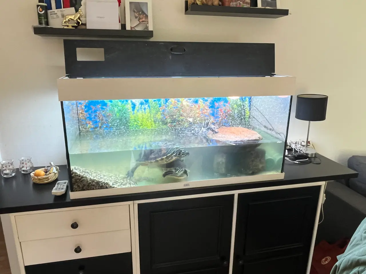 Billede 1 - Sumpskildpadder 