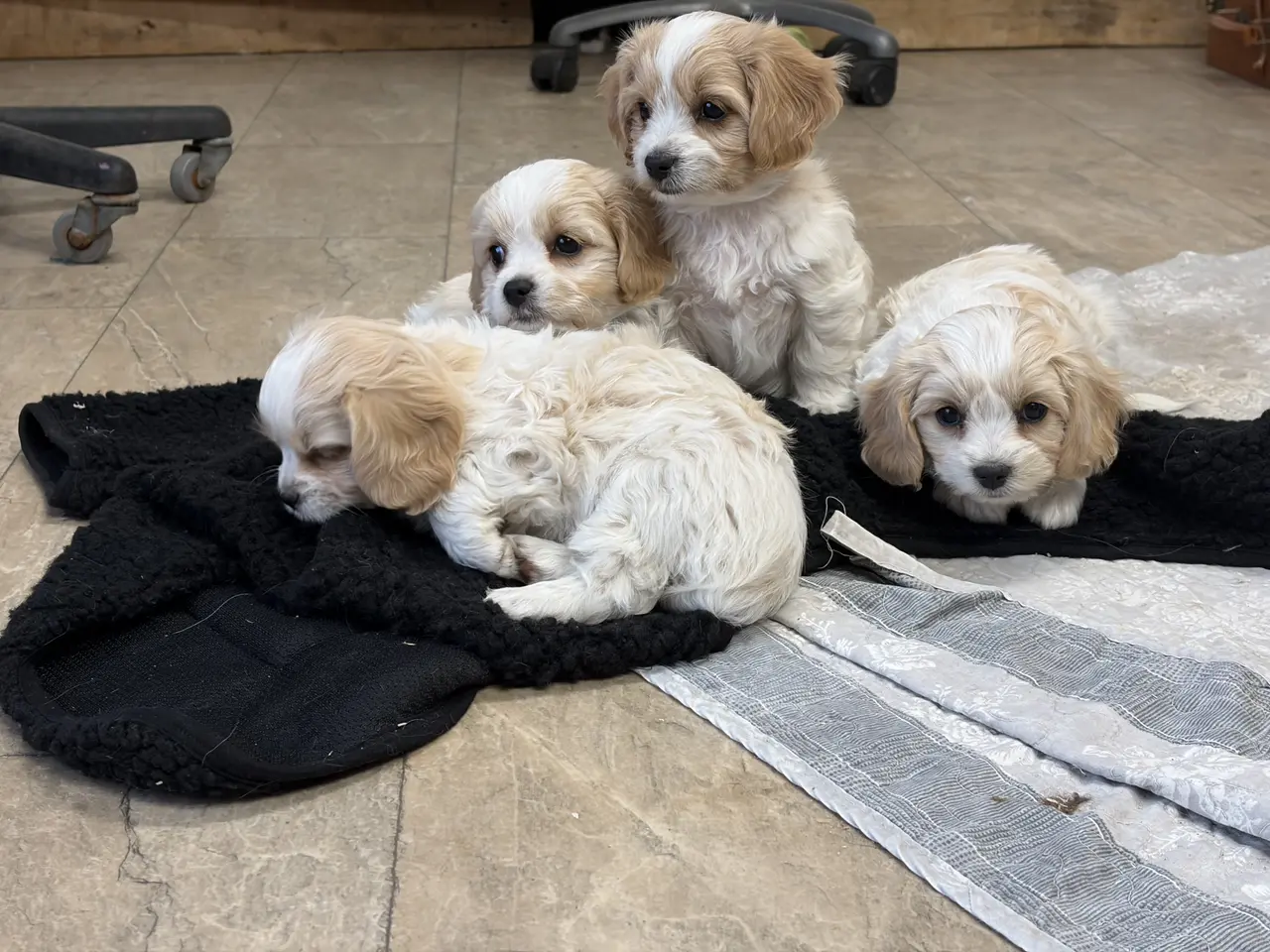 Billede 16 - De små dejligste Cavachon babyer nu!