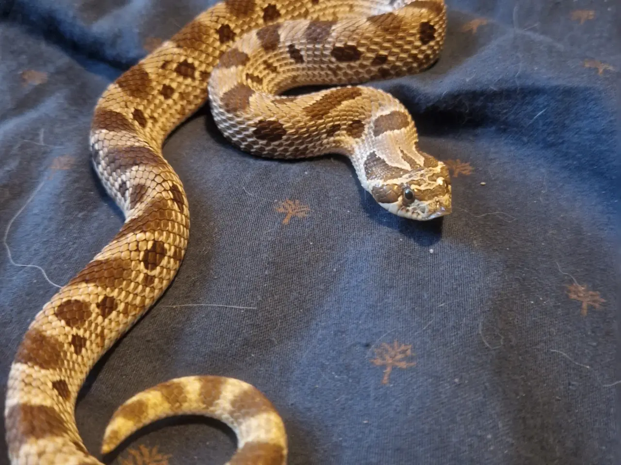 Billede 4 - 1.0 Trynesnog Anaconda (conda) (med eller uden ter