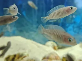 Neolamprologus multifasciatus cichlide