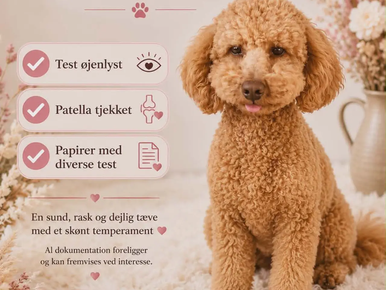 Billede 3 - 🐩 Dværgpuddel han tilbydes til parring 🐩