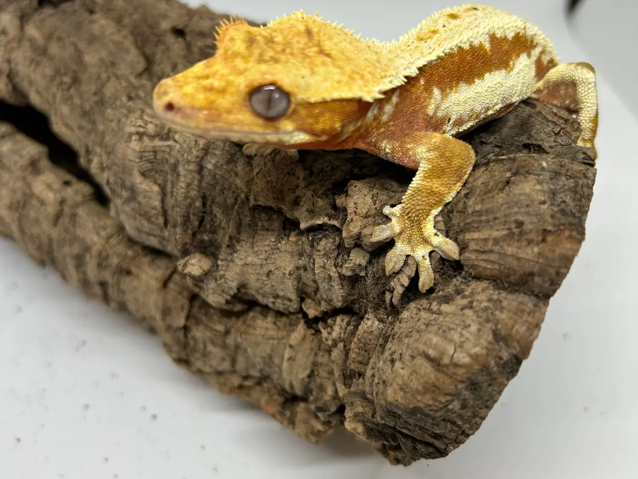 Billede 10 - Lilly White kronegekko han